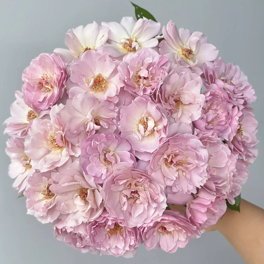 Camille Japanese Florist Shrub Rose