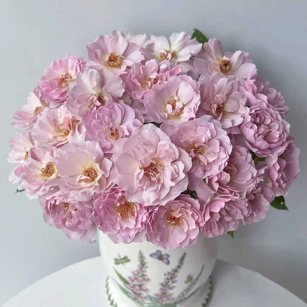 Camille Japanese Florist Shrub Rose