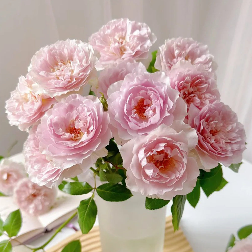 Camille Japanese Florist Shrub Rose