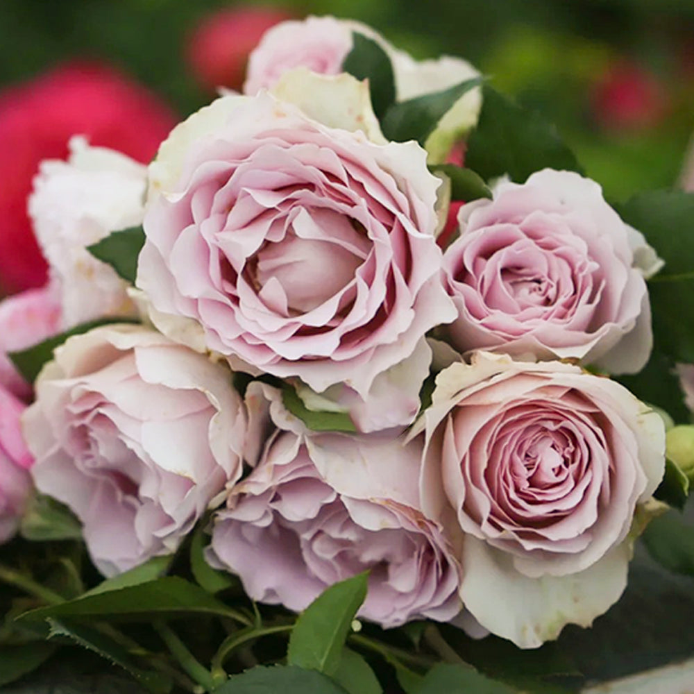 Camille Japanese Florist Shrub Rose