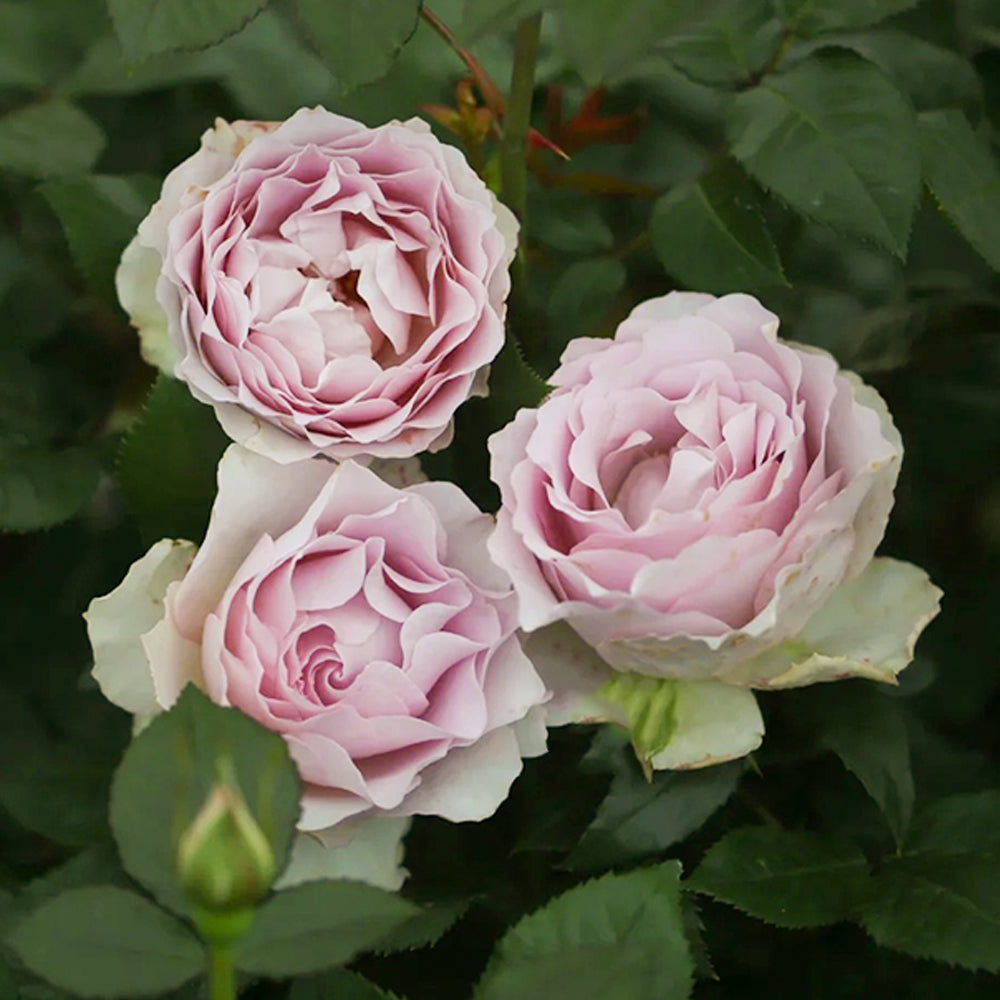 Camille Japanese Florist Shrub Rose