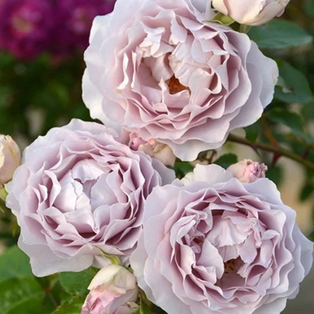 Camille Japanese Florist Shrub Rose