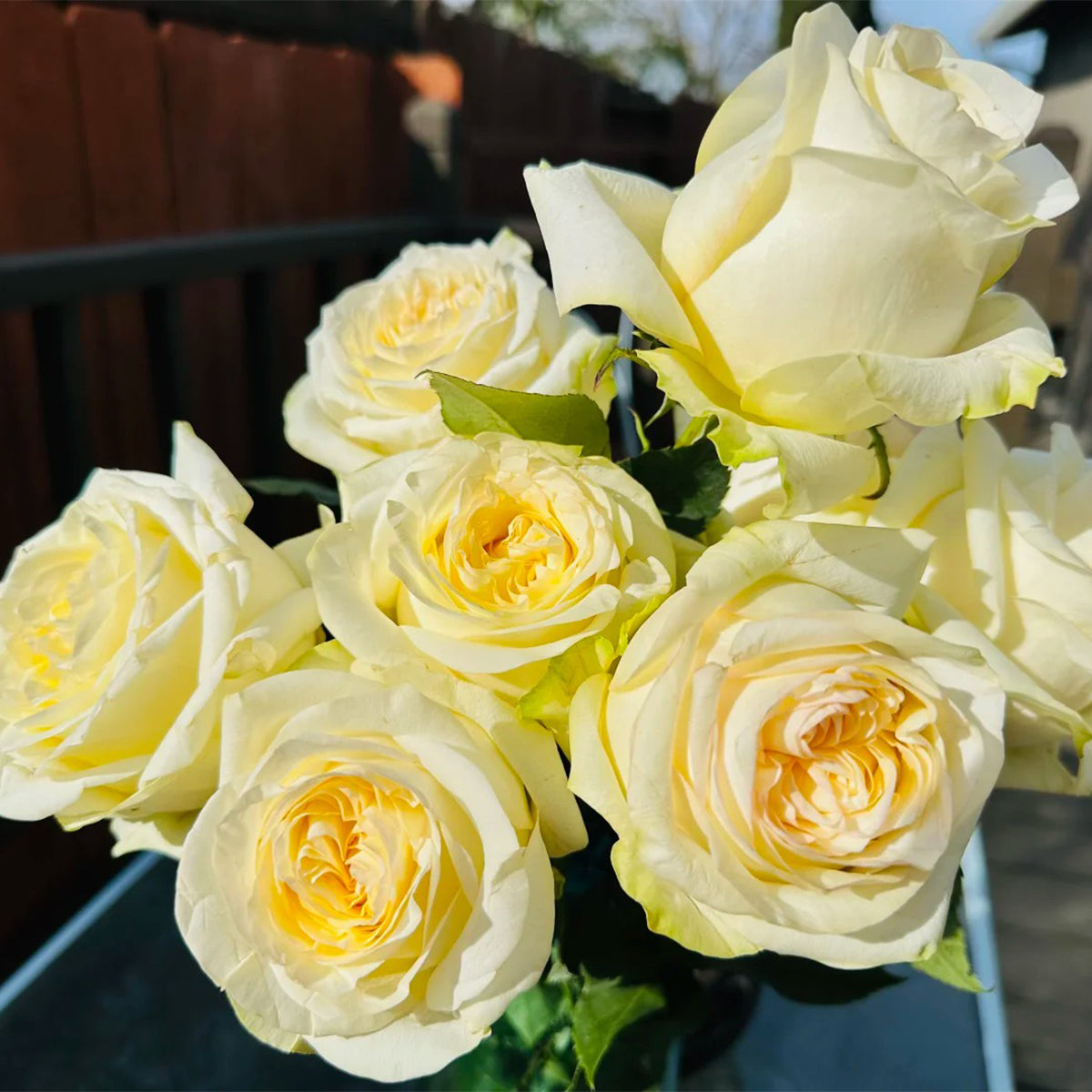 Candlelight White German Florist Shrub Rose