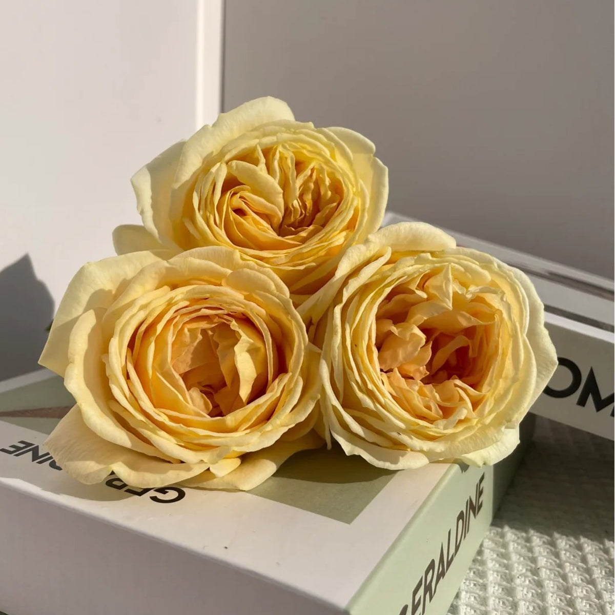 Candlelight German Florist Shrub Rose