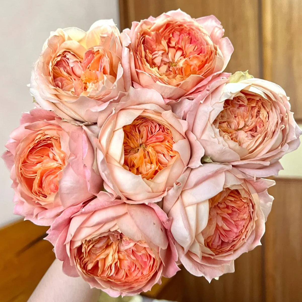 Candy Antike German Florist Shrub Rose