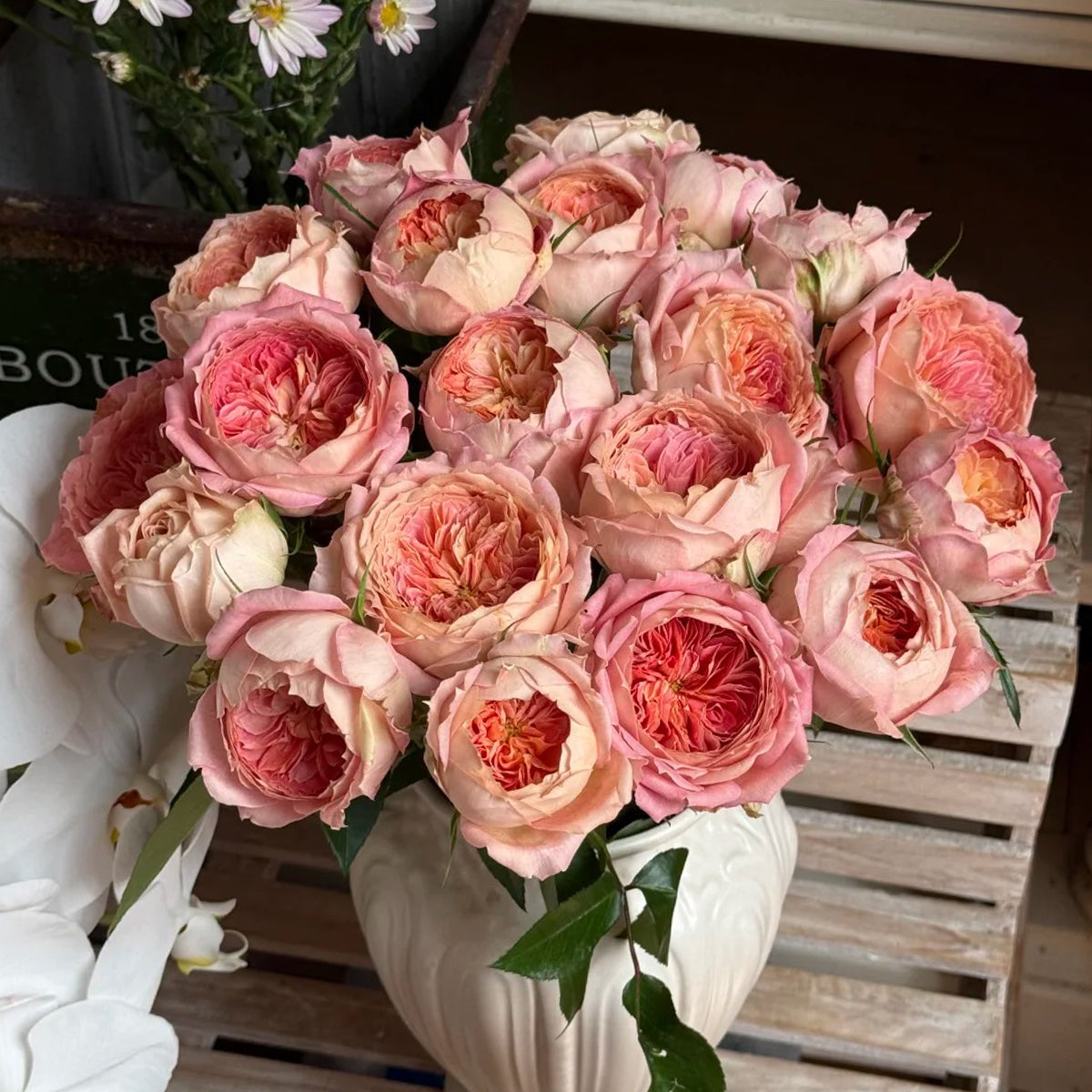 Candy Antike German Florist Shrub Rose