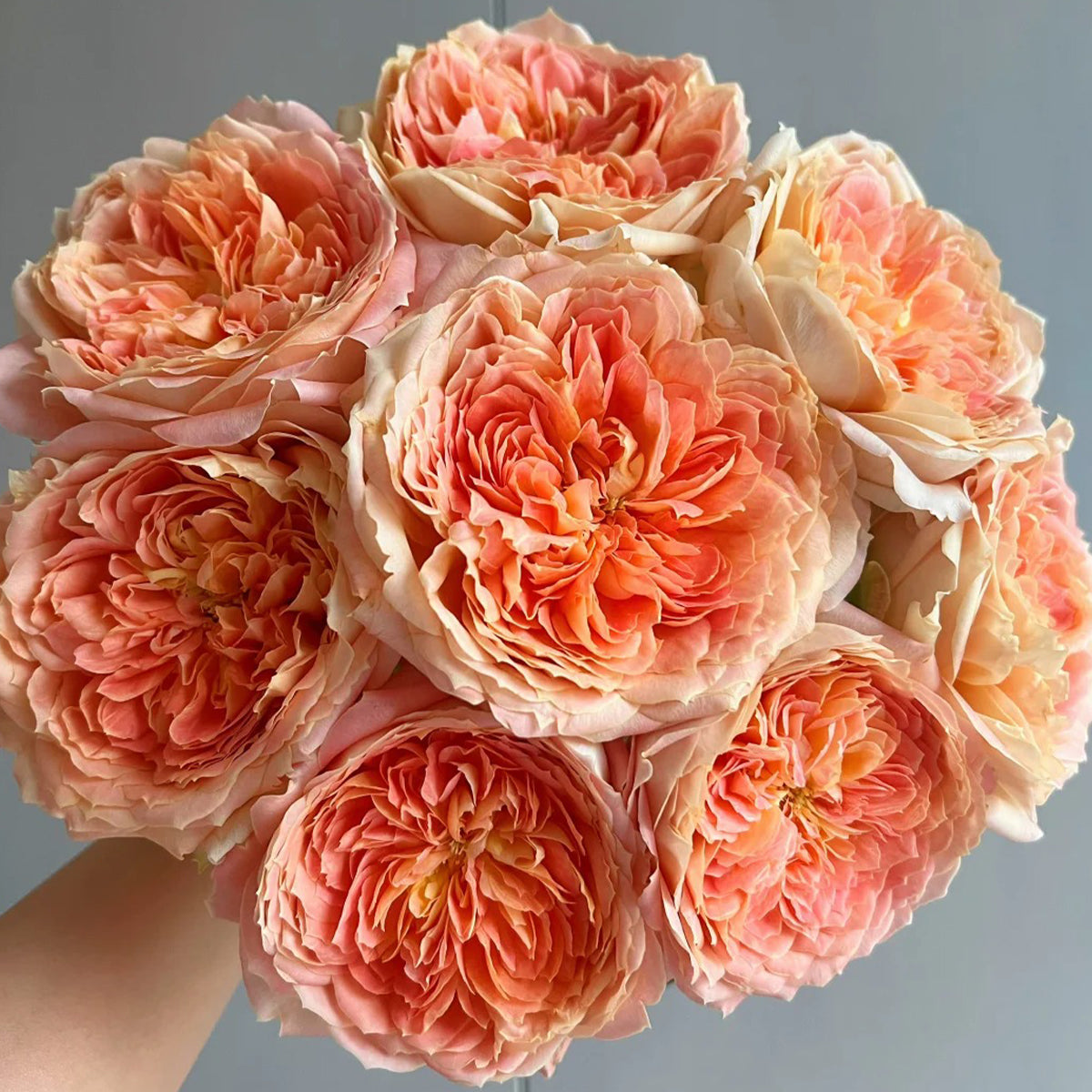 Candy Antike German Florist Shrub Rose