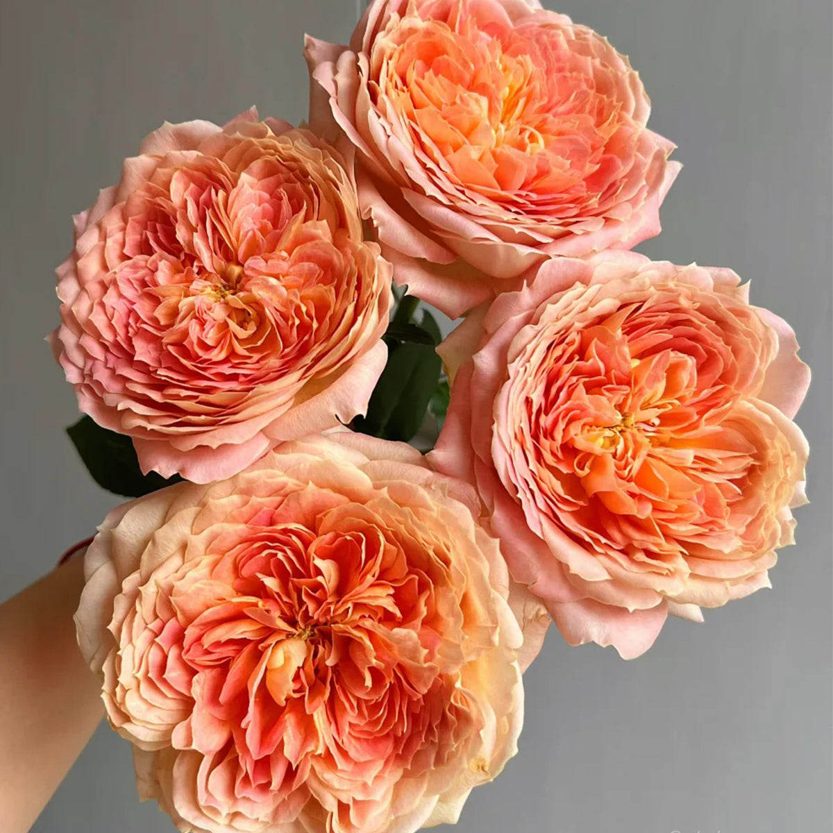 Candy Antike German Florist Shrub Rose