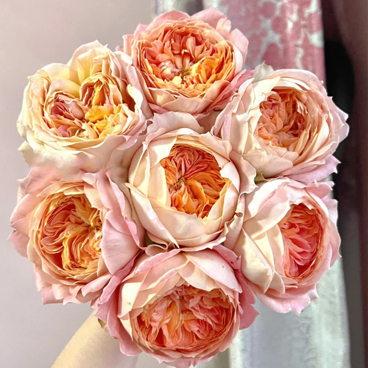 Candy Antike German Florist Shrub Rose