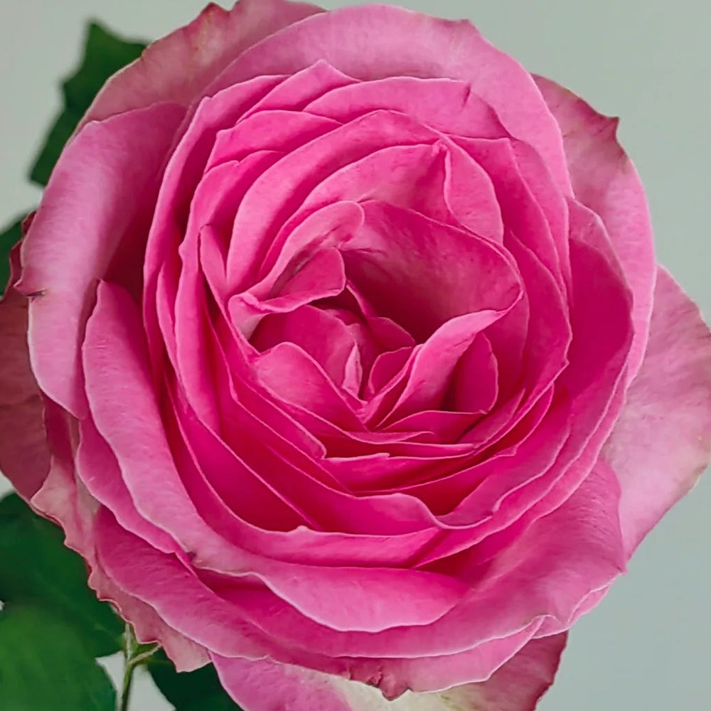 Candy Avalanche Dutch Florist Shrub Rose