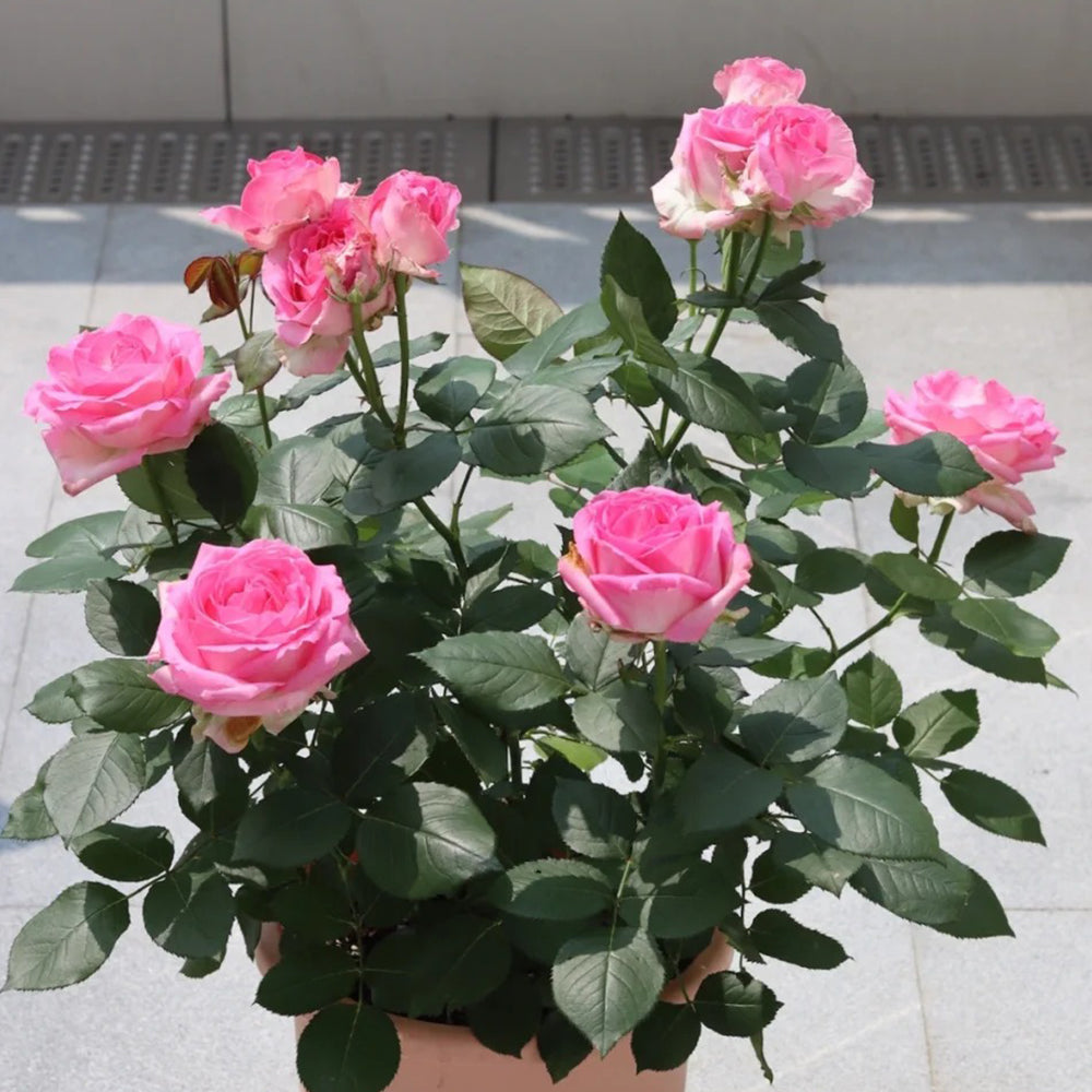 Candy Avalanche Dutch Florist Shrub Rose