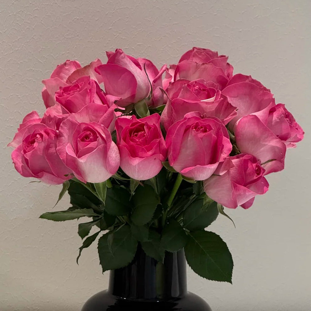 Candy Avalanche Dutch Florist Shrub Rose
