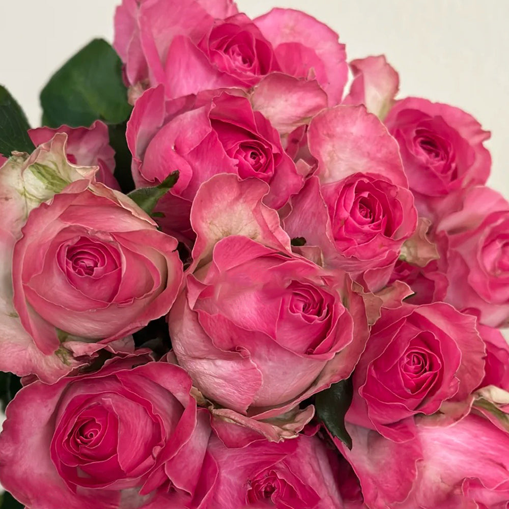 Candy Avalanche Dutch Florist Shrub Rose
