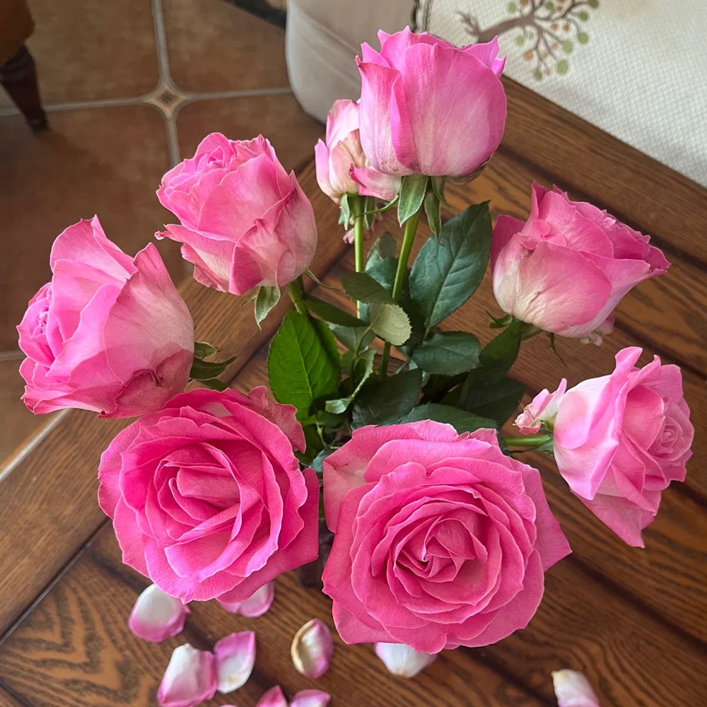 Candy Avalanche Dutch Florist Shrub Rose