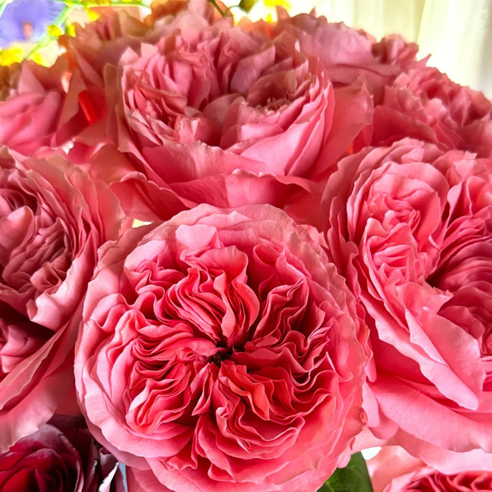 Candy X-Pression Dutch Florist Shrub Rose