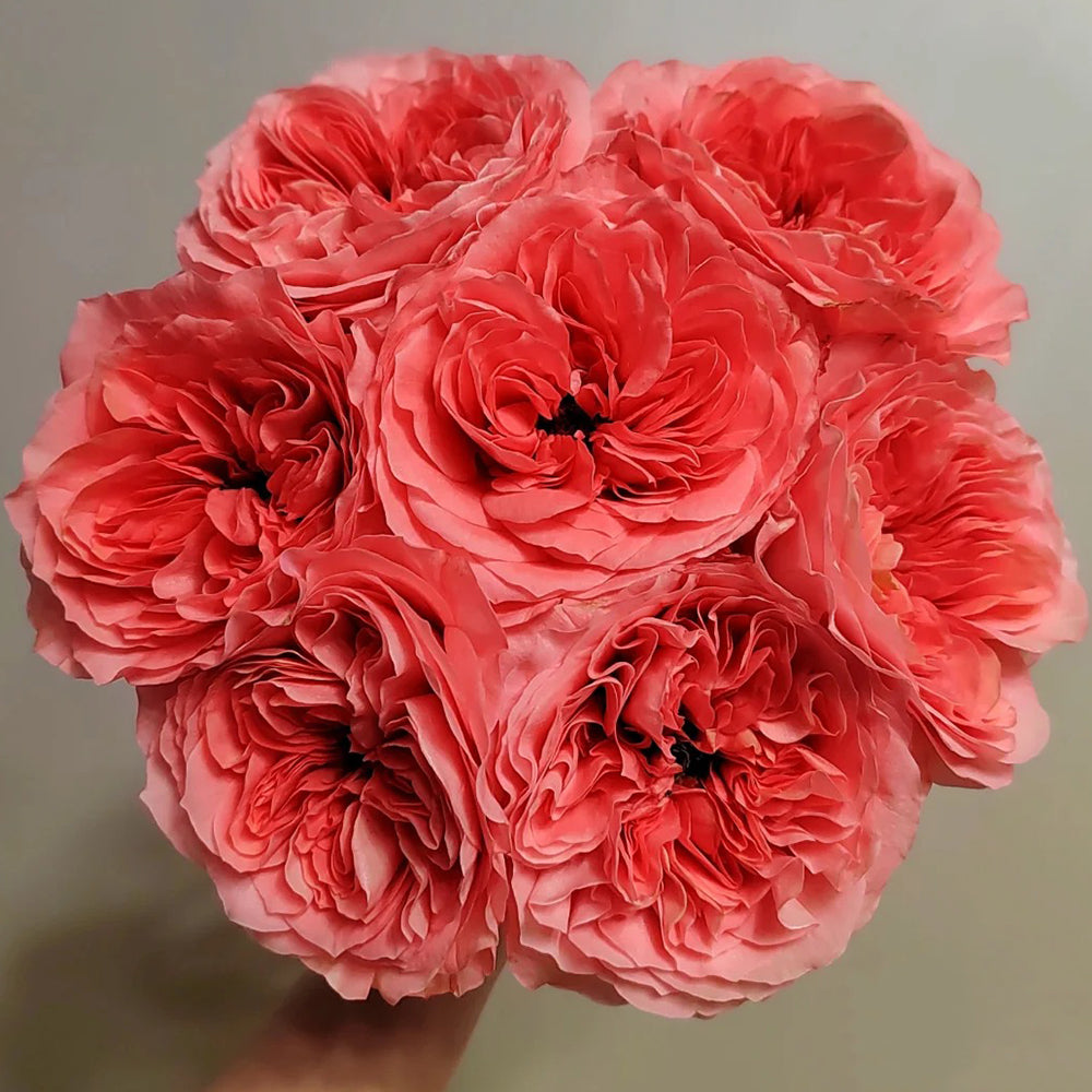 Candy X-Pression Dutch Florist Shrub Rose