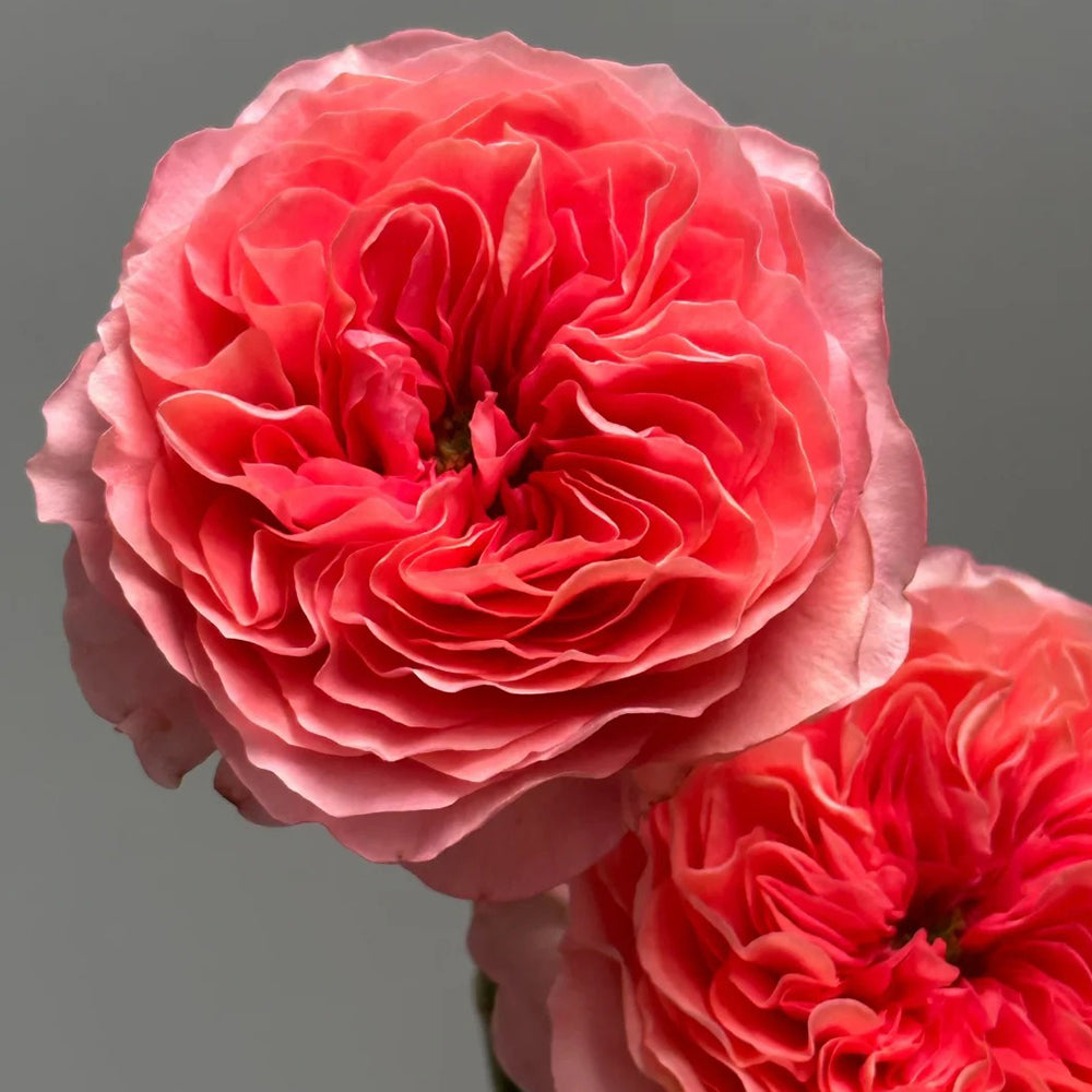 Candy X-Pression Dutch Florist Shrub Rose