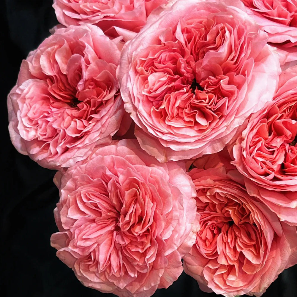 Candy X-Pression Dutch Florist Shrub Rose