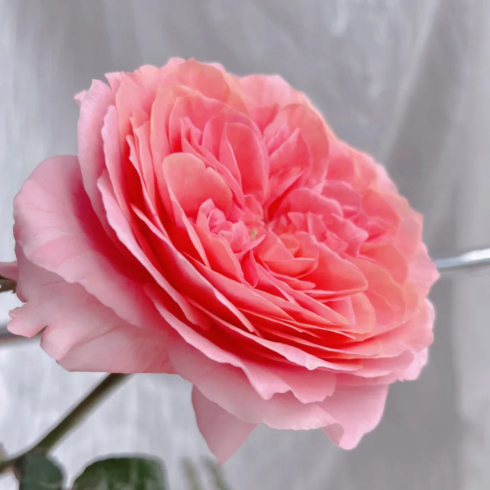 Candy X-Pression Dutch Florist Shrub Rose
