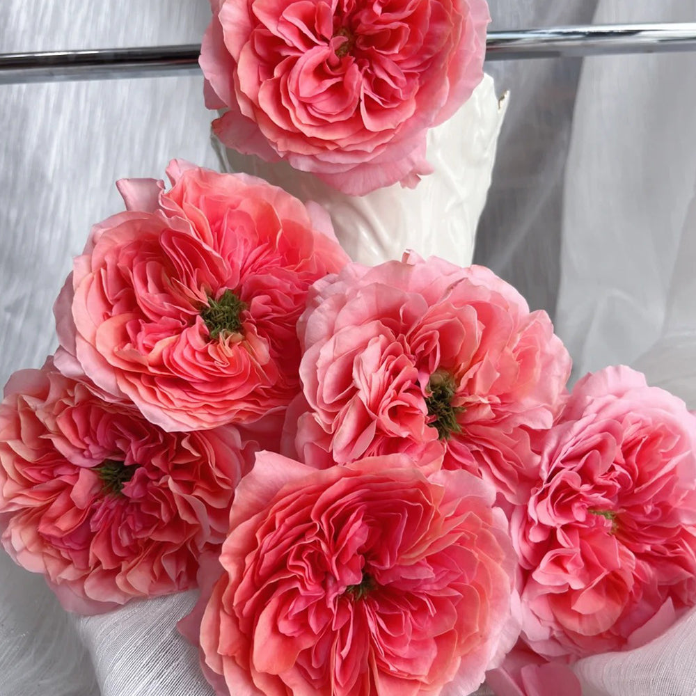 Candy X-Pression Dutch Florist Shrub Rose