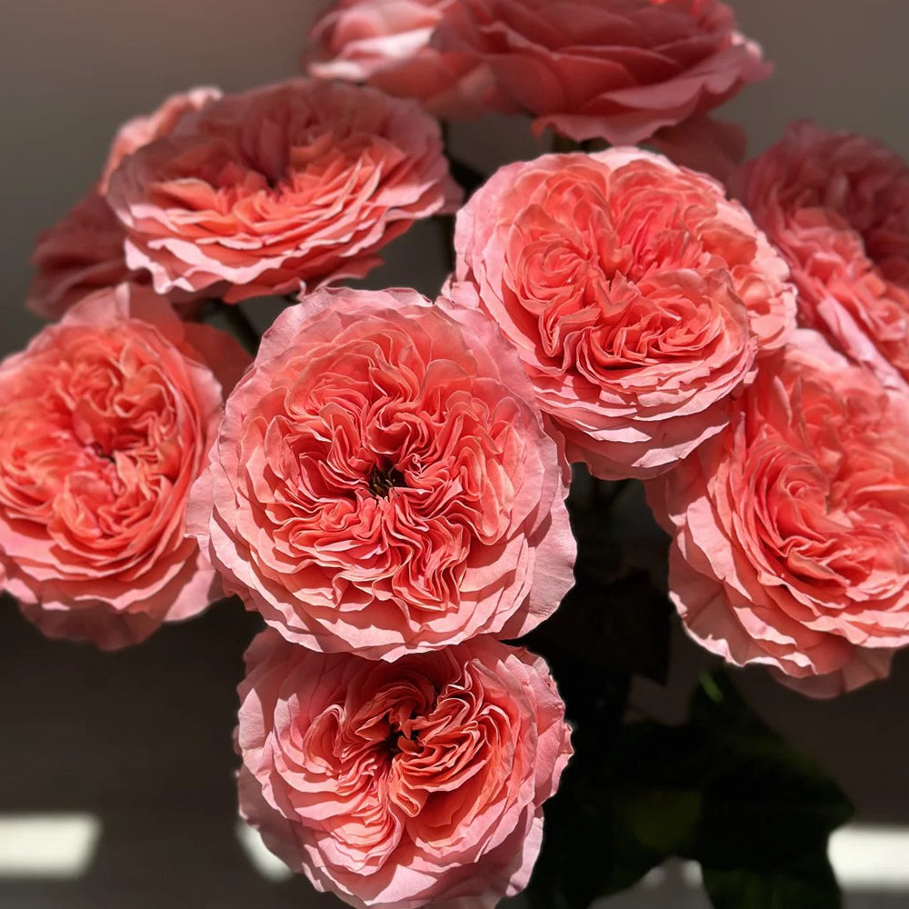 Candy X-Pression Dutch Florist Shrub Rose