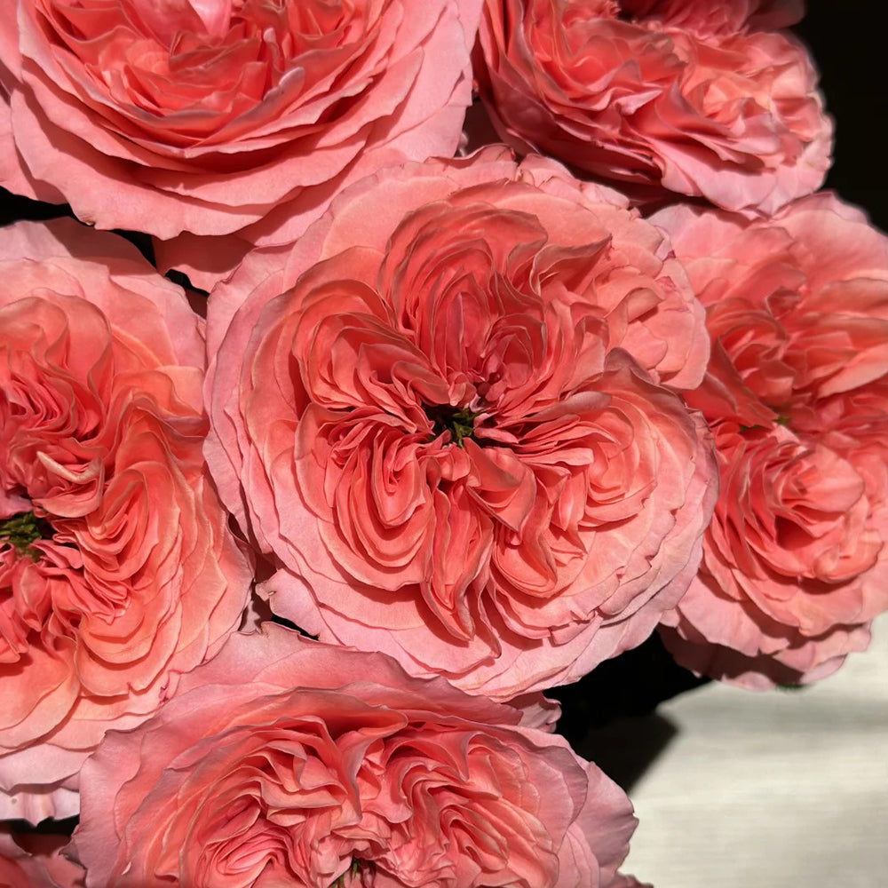 Candy X-Pression Dutch Florist Shrub Rose