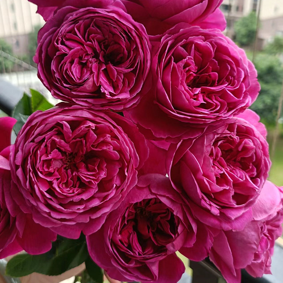 Cantina Japanese Florist Shrub Rose