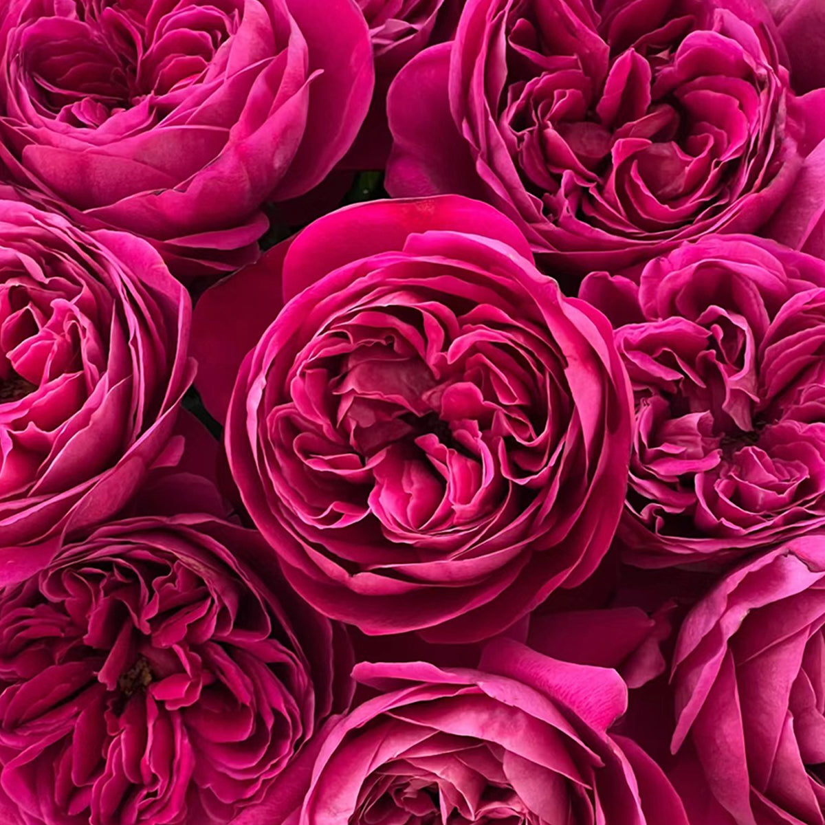 Cantina Japanese Florist Shrub Rose