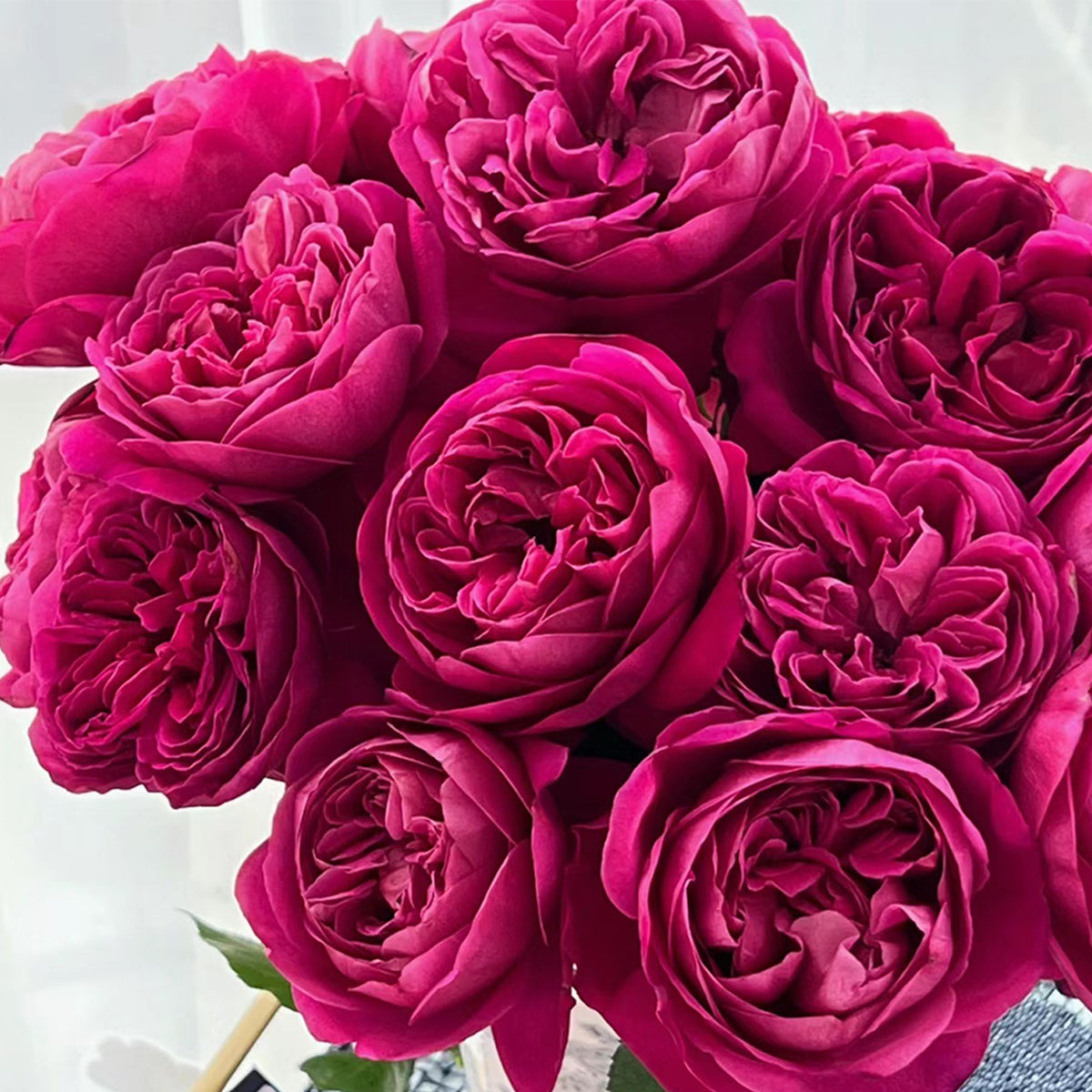 Cantina Japanese Florist Shrub Rose