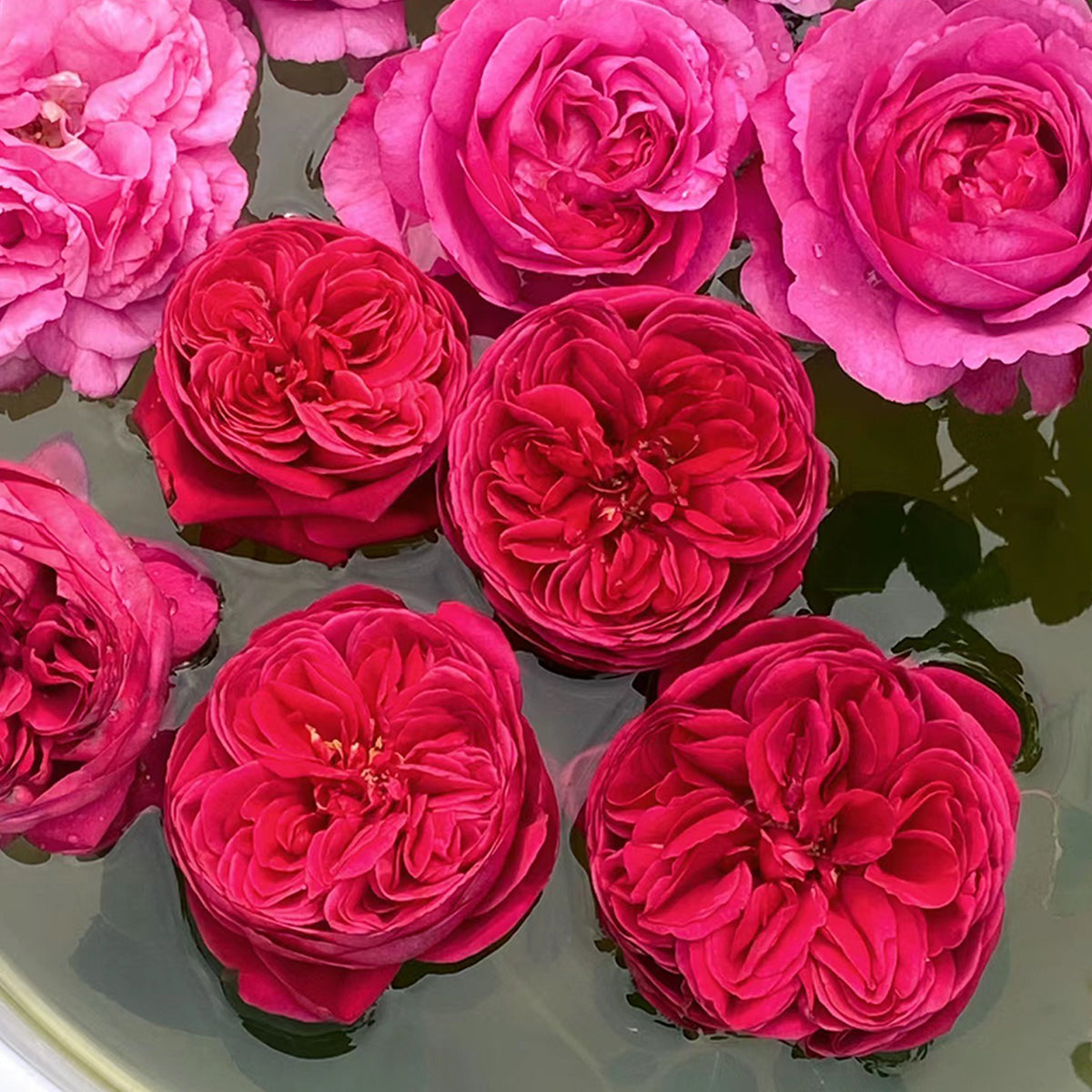 Cantina Japanese Florist Shrub Rose