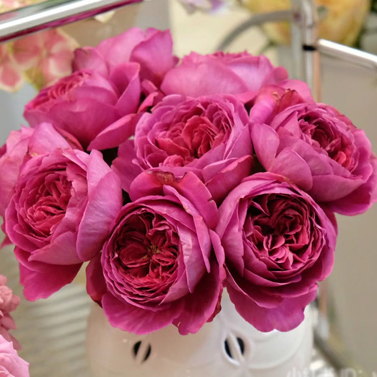 Cantina Japanese Florist Shrub Rose