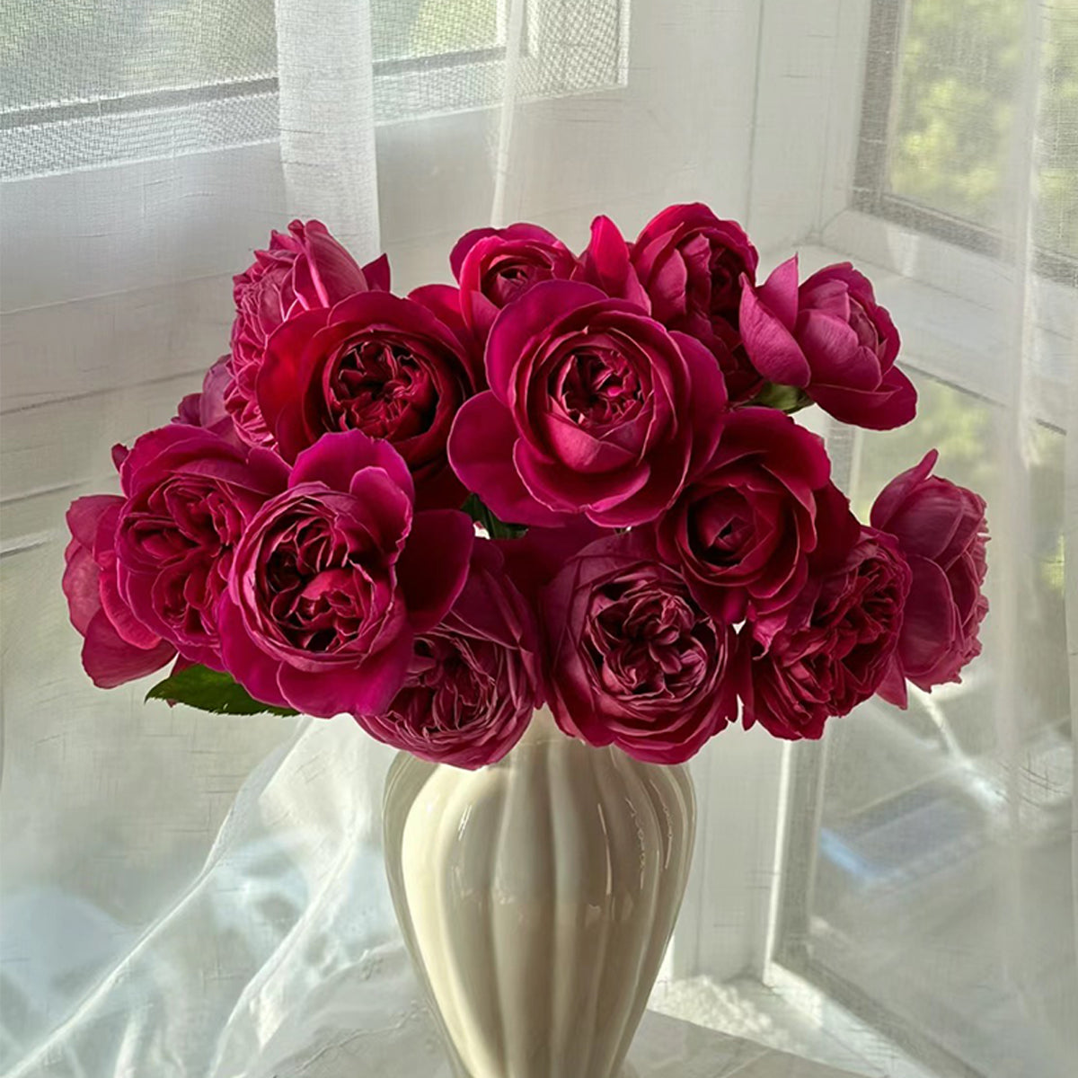 Cantina Japanese Florist Shrub Rose