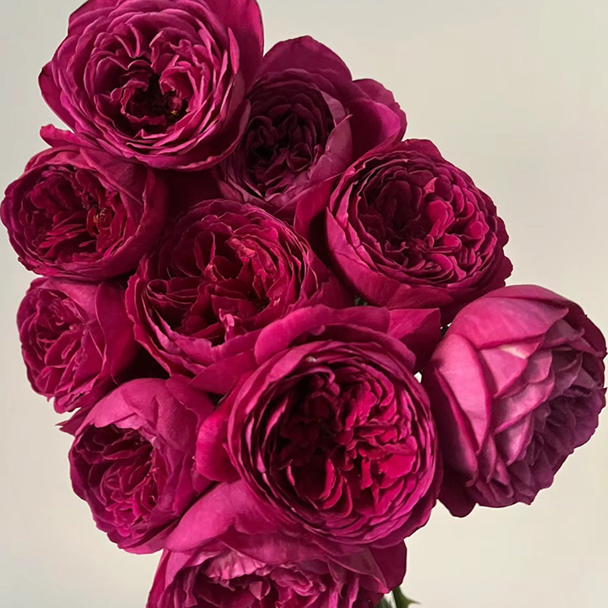 Cantina Japanese Florist Shrub Rose