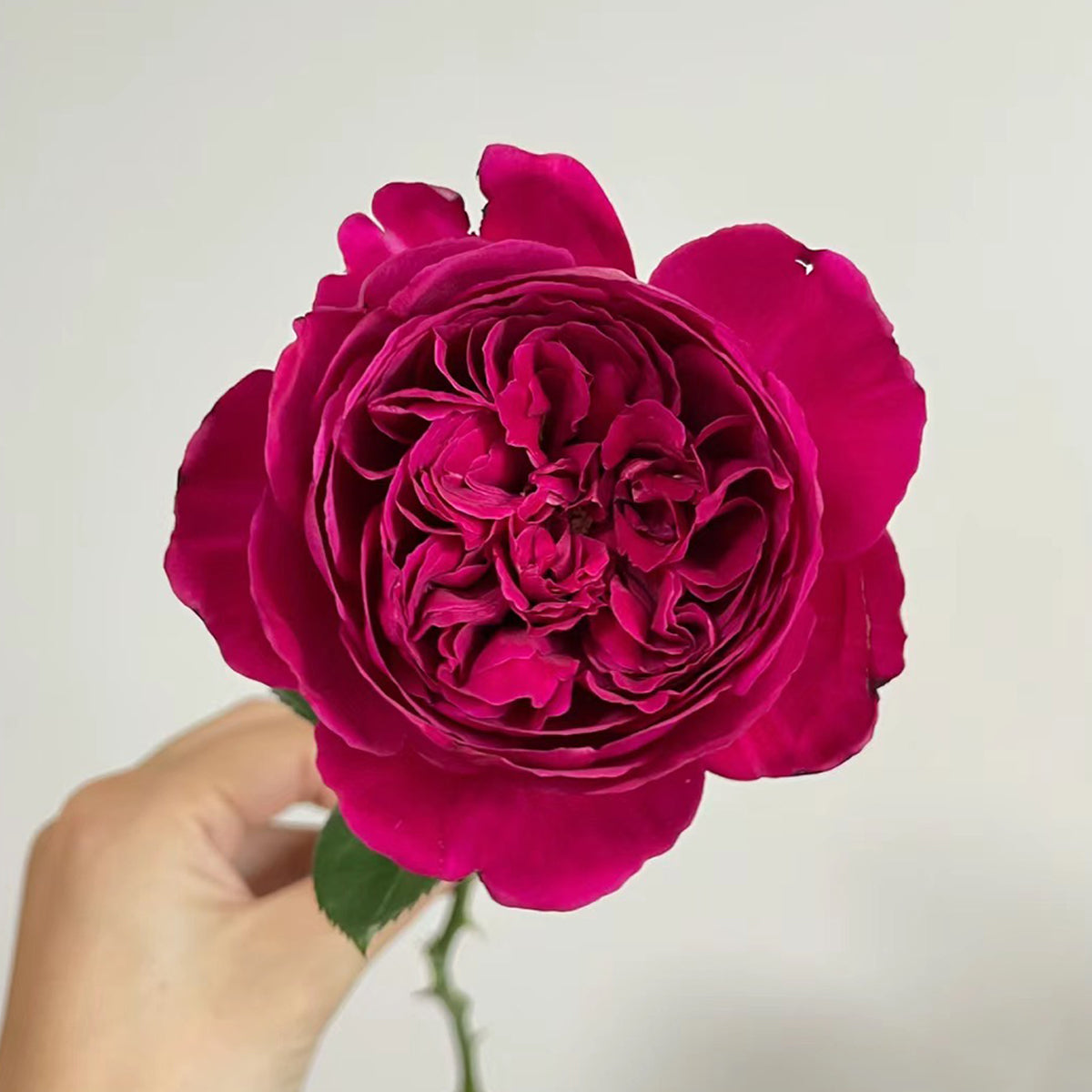 Cantina Japanese Florist Shrub Rose