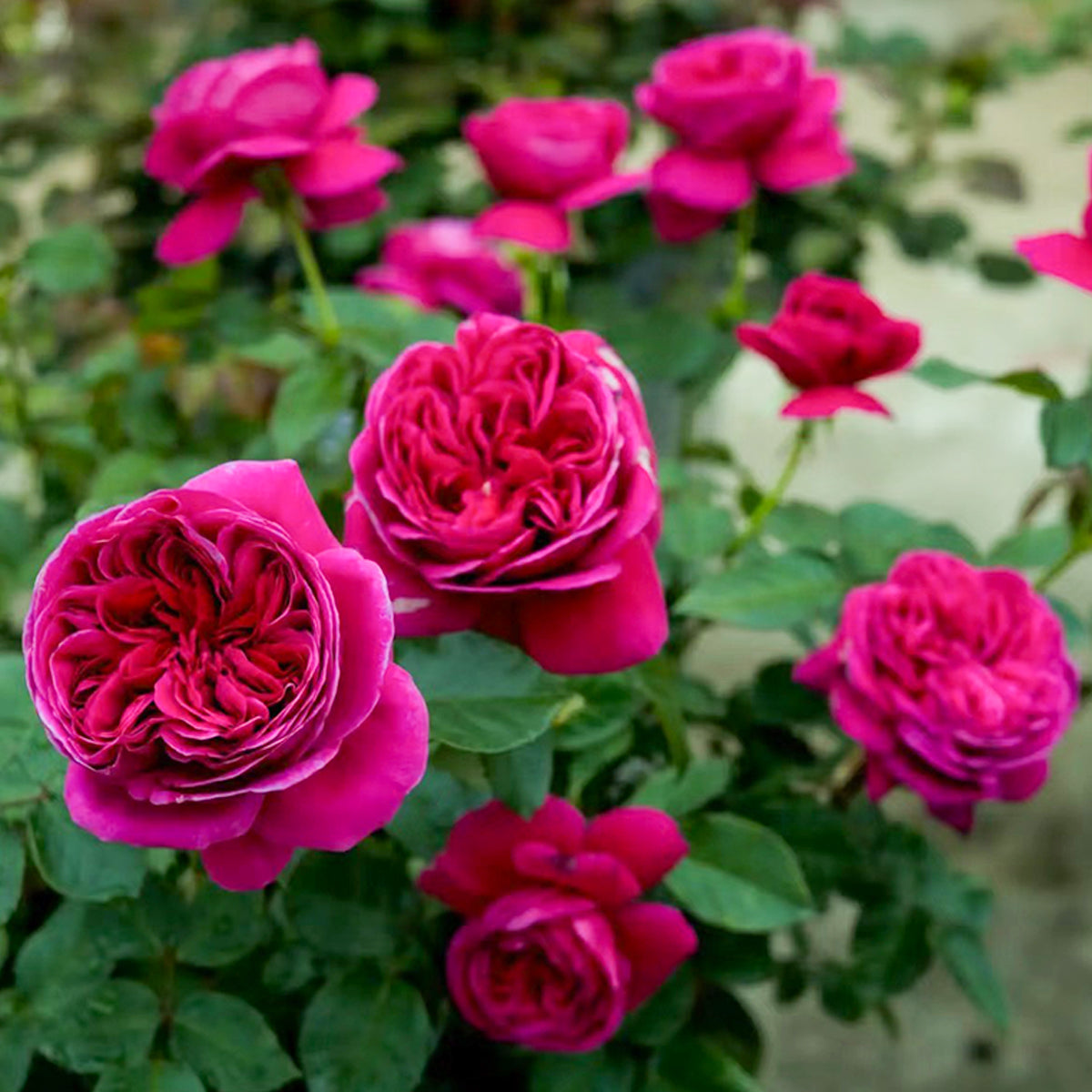Cantina Japanese Florist Shrub Rose