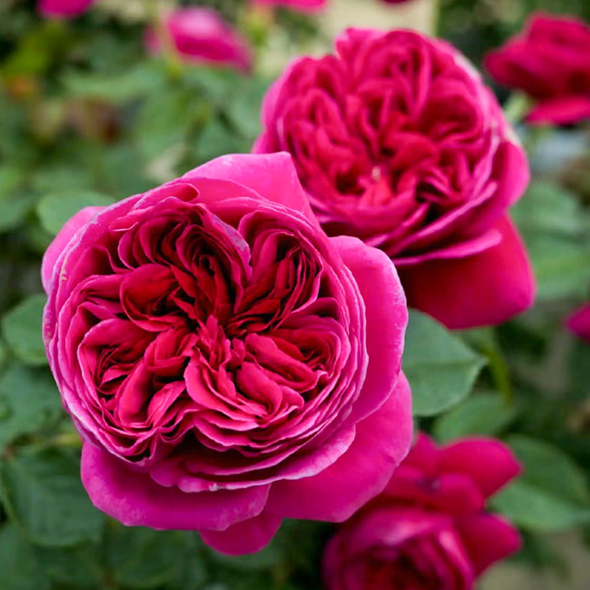 Cantina Japanese Florist Shrub Rose