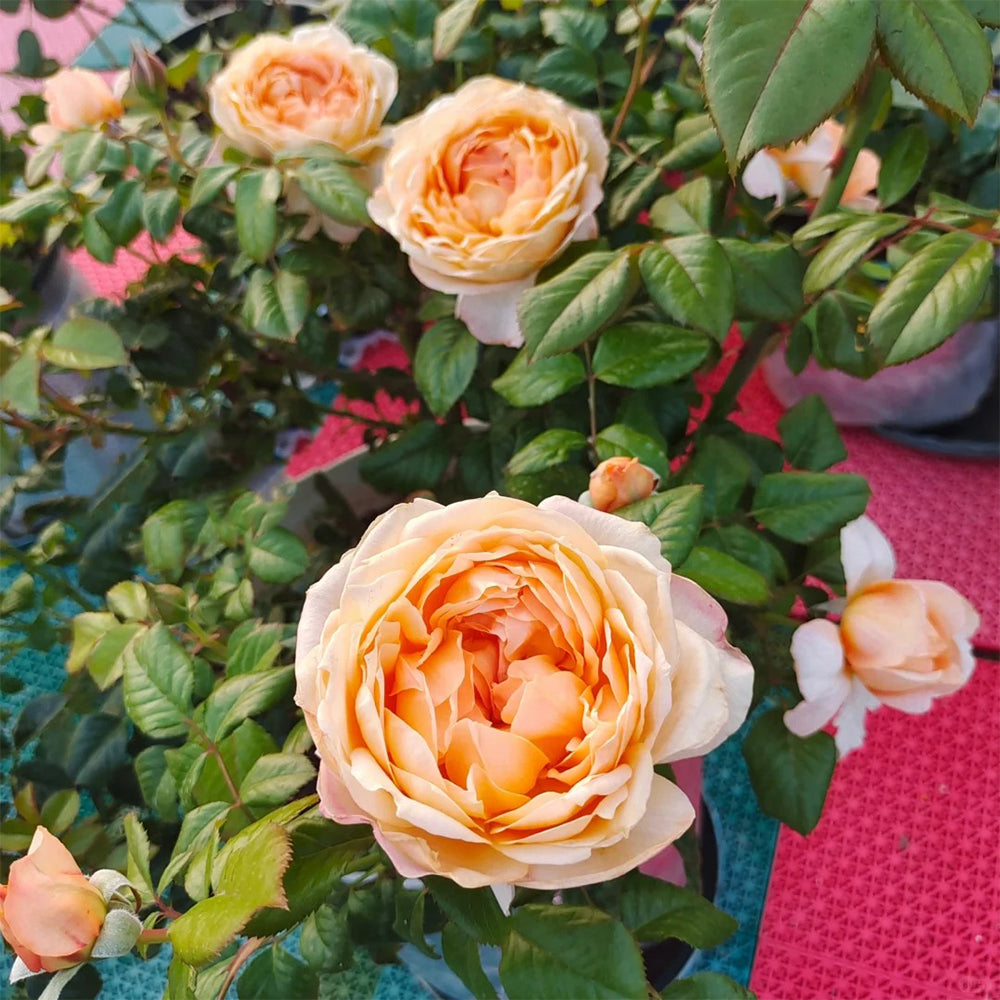 German Florist Shrub Rose Inspired by Capri