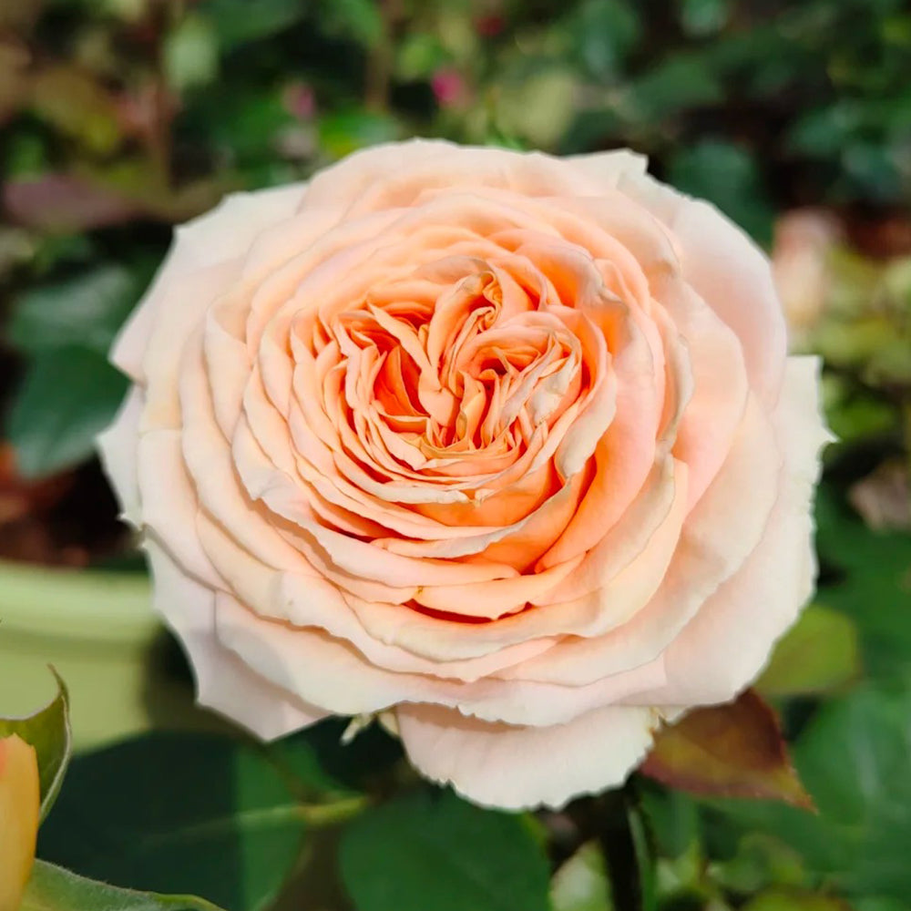 German Florist Shrub Rose Inspired by Capri