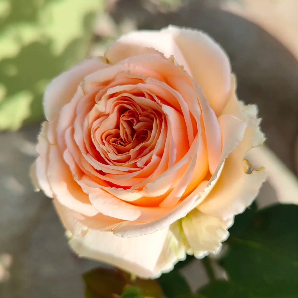 German Florist Shrub Rose Inspired by Capri
