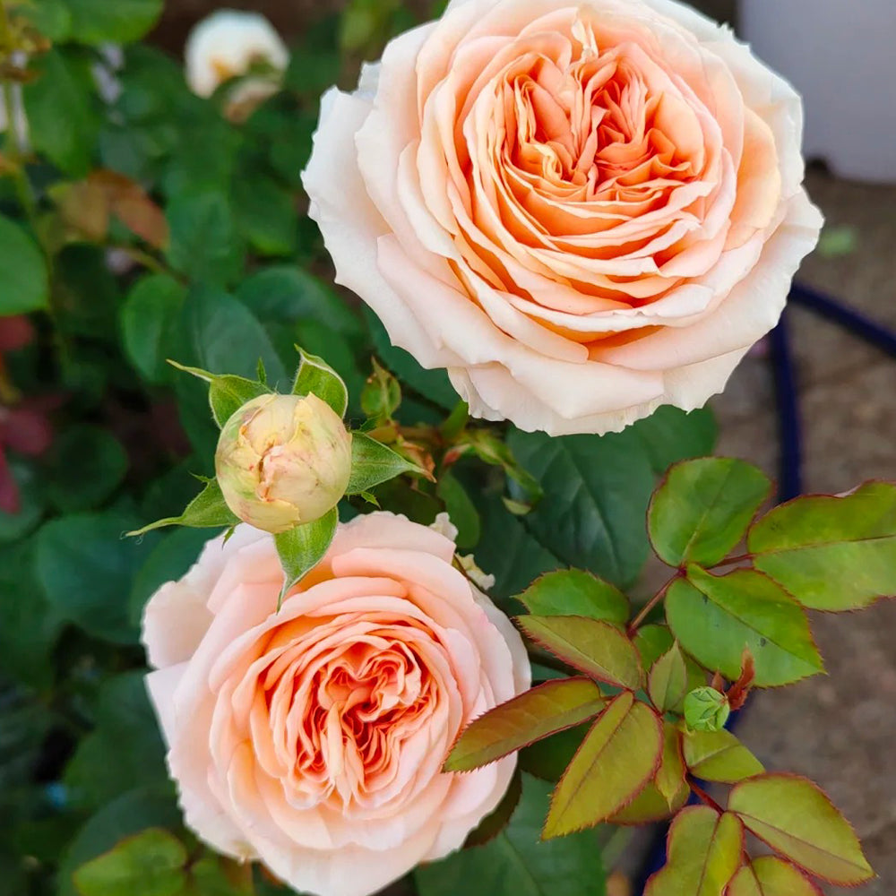 German Florist Shrub Rose Inspired by Capri