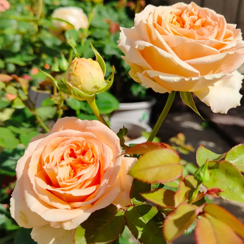 German Florist Shrub Rose Inspired by Capri