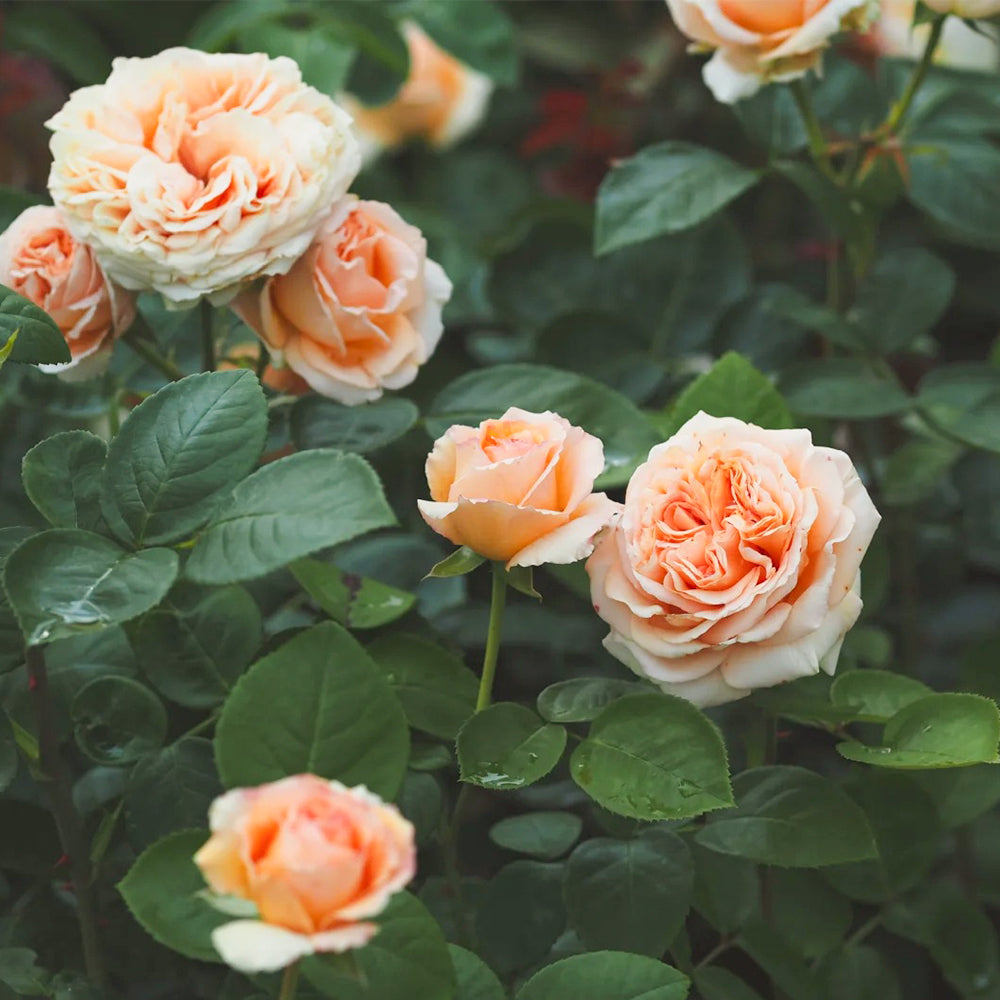 German Florist Shrub Rose Inspired by Capri