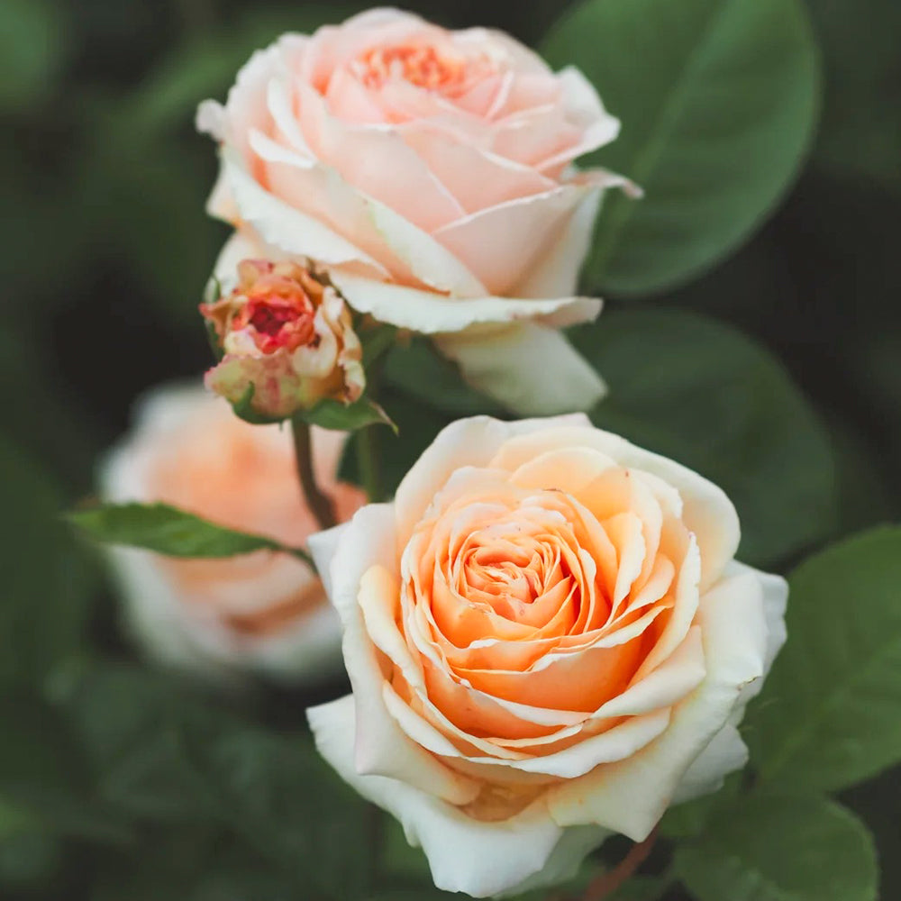 German Florist Shrub Rose Inspired by Capri