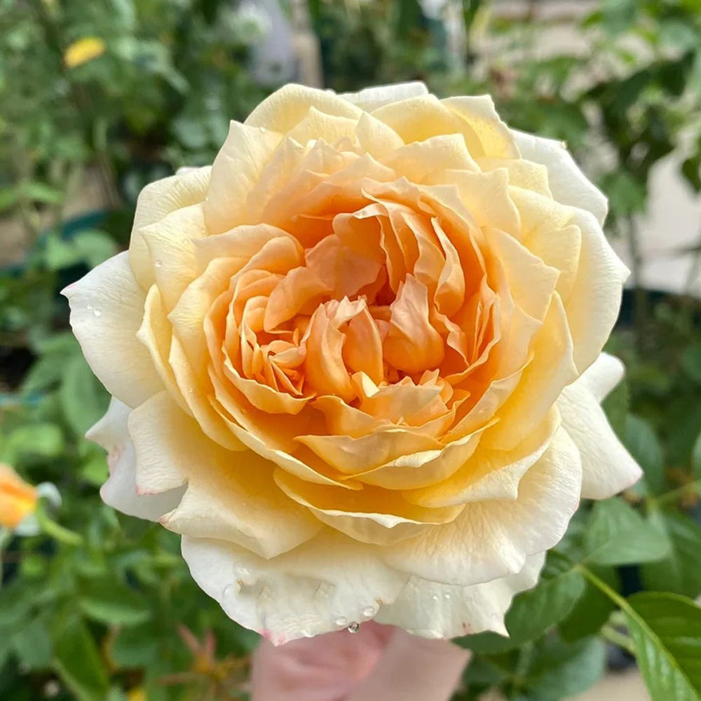 German Florist Shrub Rose Inspired by Capri