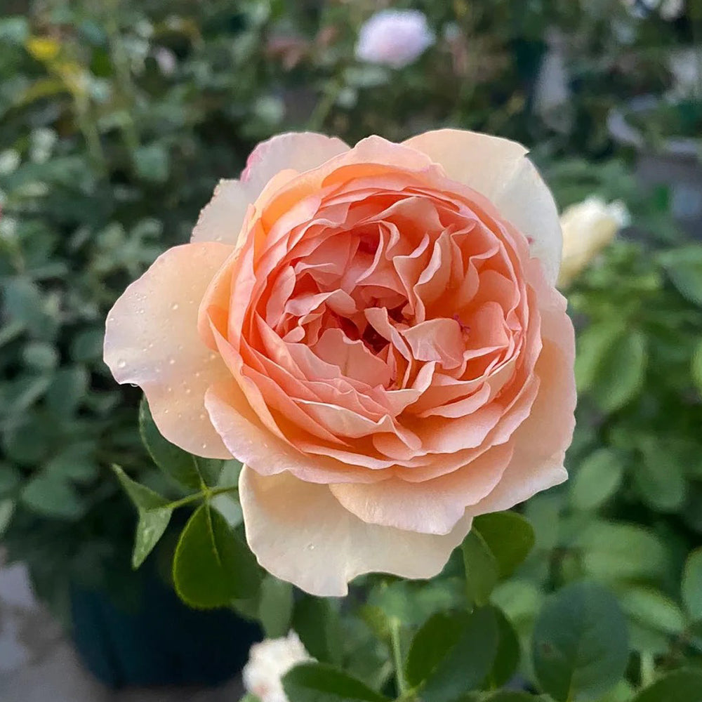 German Florist Shrub Rose Inspired by Capri