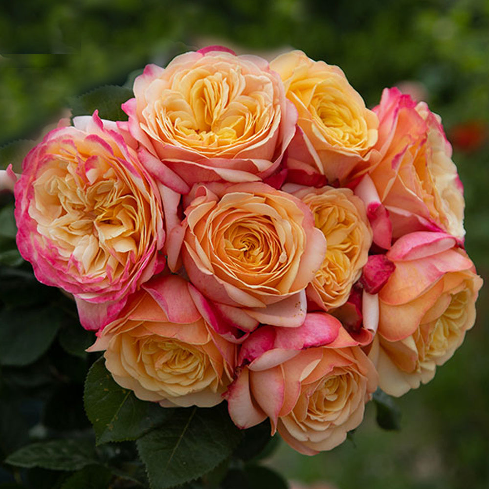 German Florist Shrub Rose Inspired by Capri
