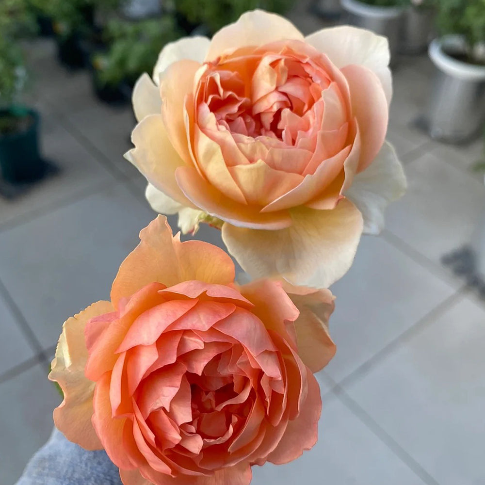 German Florist Shrub Rose Inspired by Capri