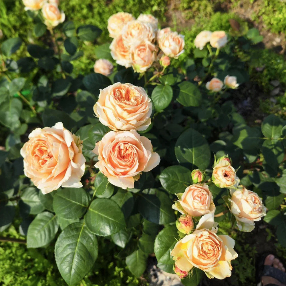 German Florist Shrub Rose Inspired by Capri