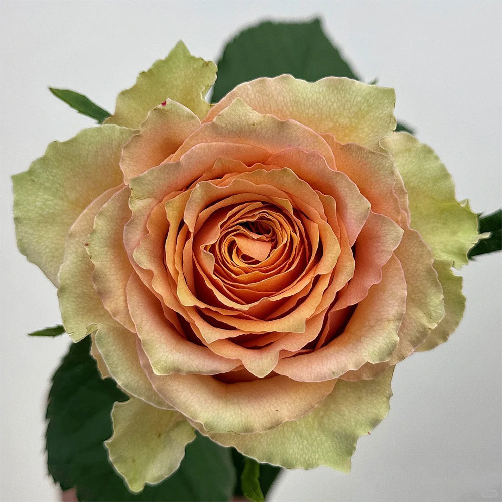 French Florist Shrub Rose Inspired by Caramel Macchiato