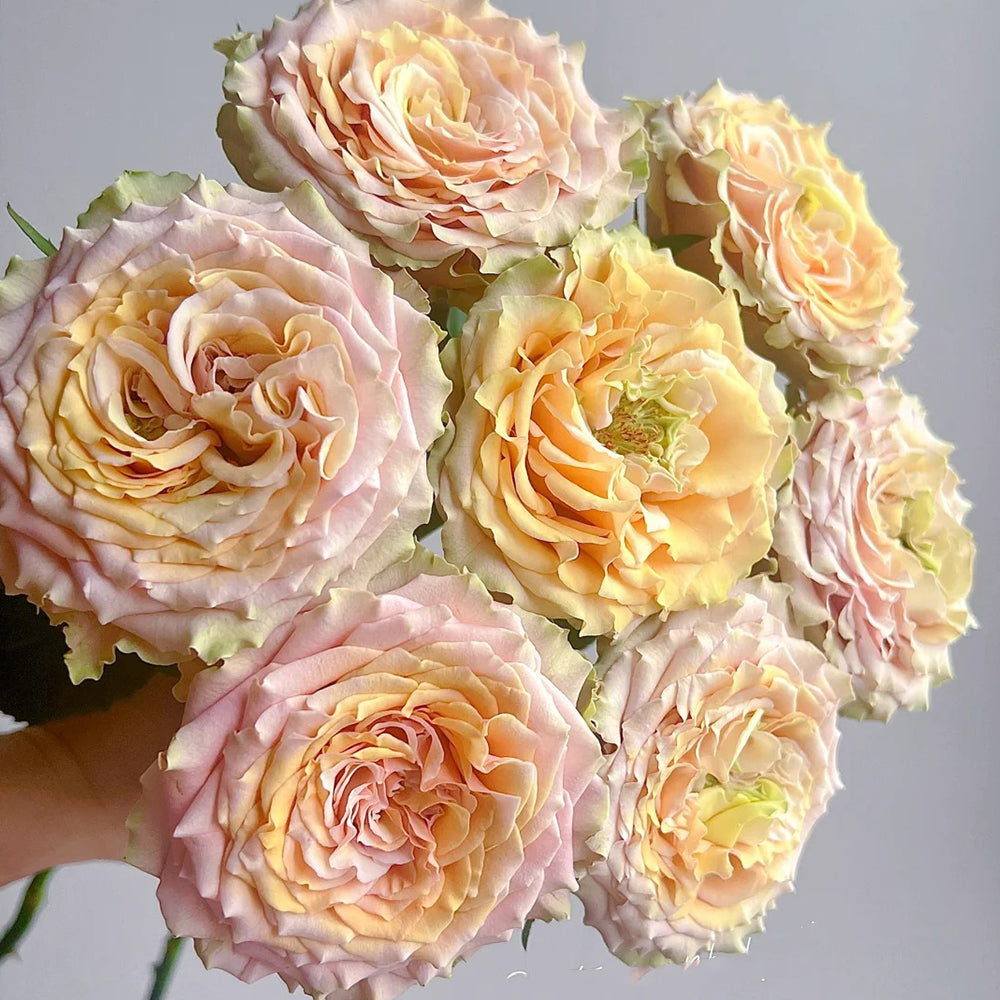 French Florist Shrub Rose Inspired by Caramel Macchiato